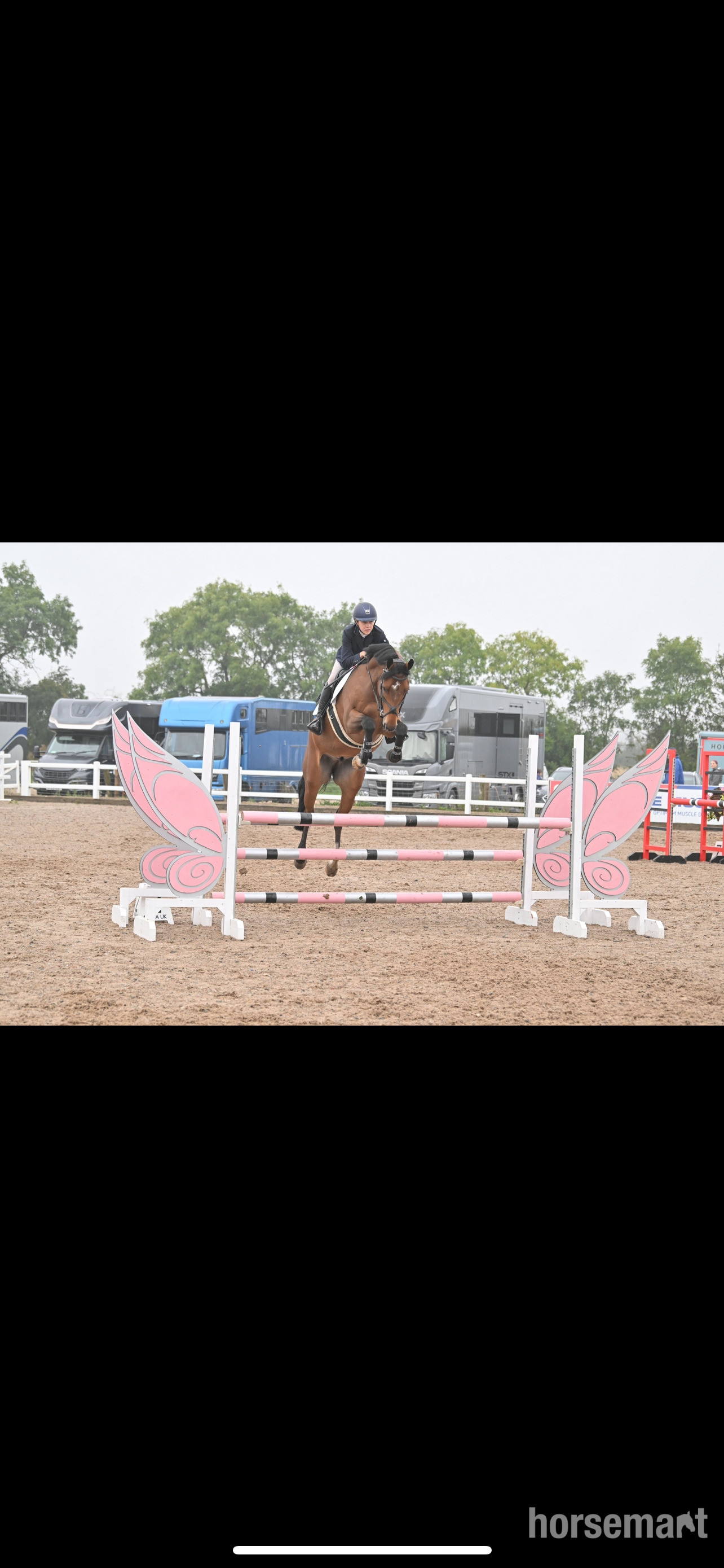 "Ballyscully Boy" Bay Gelding Eventer in 