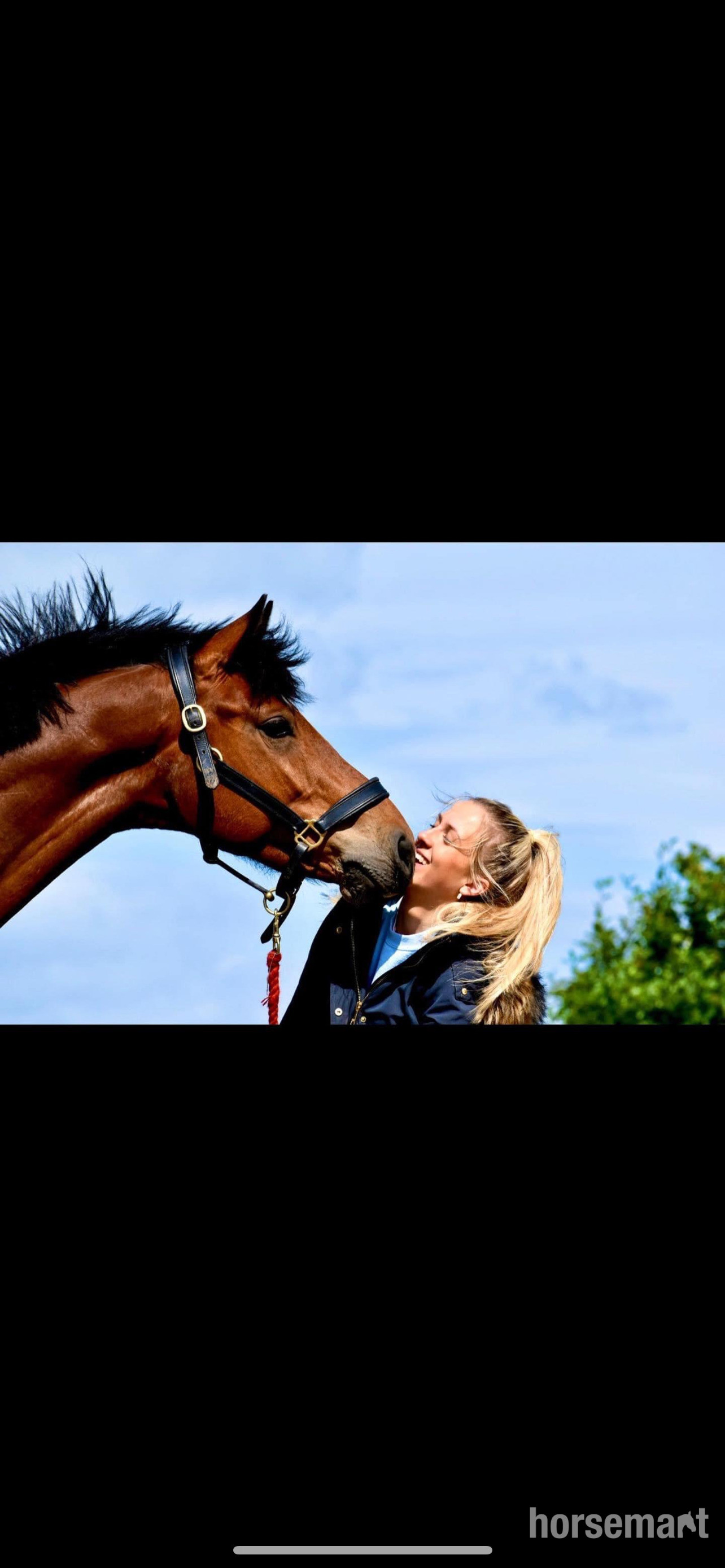 "Ballyscully Boy" Bay Gelding Eventer - Eventers 