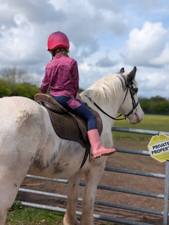 "" Gelding All Rounder