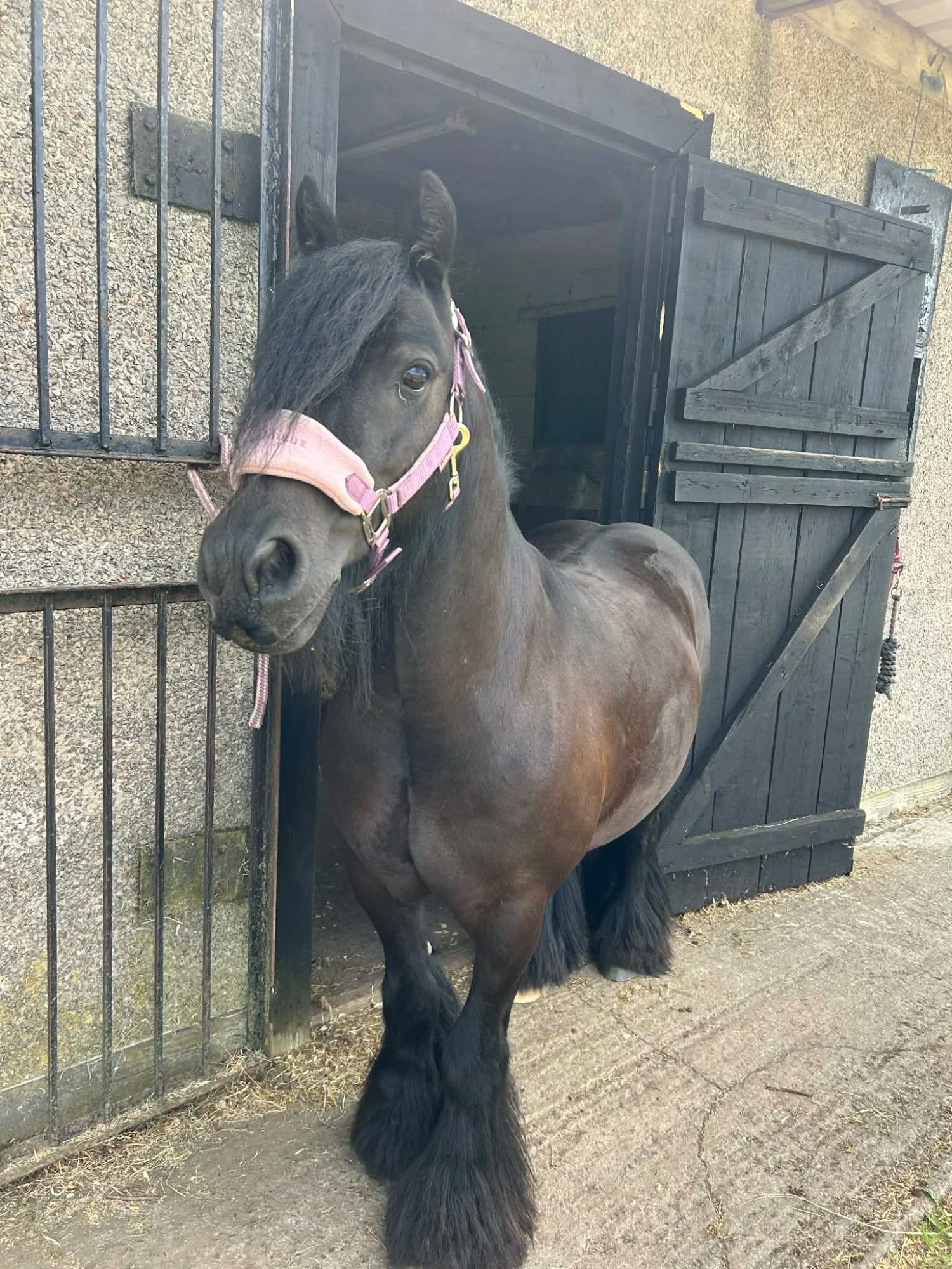 Cobs & Heavy Horses  - "Zeus" Black Gelding Cob/Heavy Horse