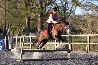 "Teddy" Chestnut Gelding Pony Club Pony