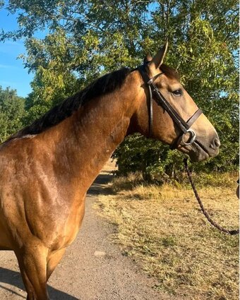 "Henry" Dun Gelding Young Sport Horse