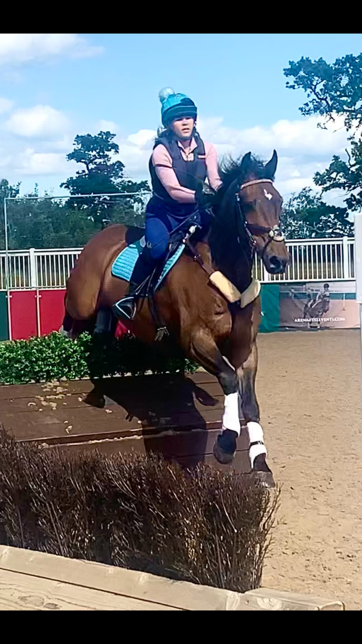 "FRED " Bay Gelding Show Jumper - 