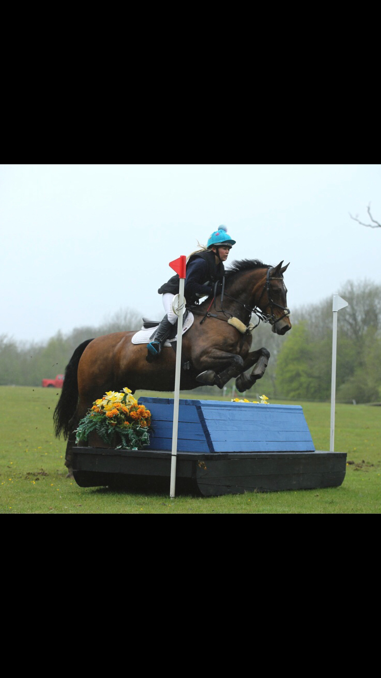  "FRED " Bay Gelding Show Jumper
