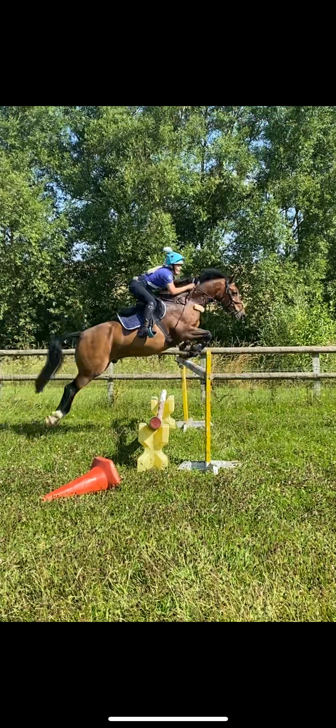 "FRED " Bay Gelding Show Jumper - Show Jumpers in 