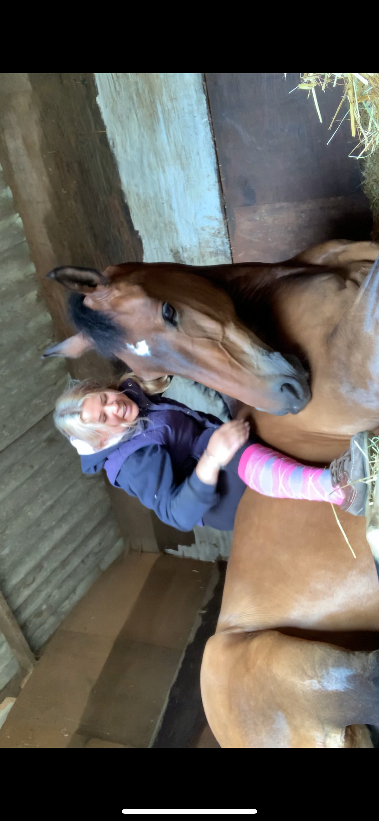 Show Jumpers - "FRED " Bay Gelding Show Jumper in 