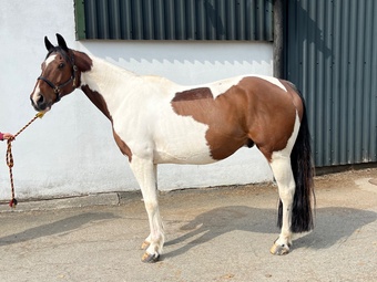 "CVS HOT SHADES" Tobiano Gelding Happy Hacker