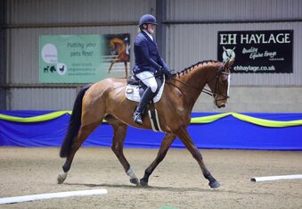 "Valini" Bay Gelding All Rounder
