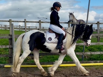 "Splash " Piebald Mare All Rounder