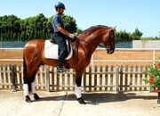 Fabulous 16.1hh 7yr old PRE 