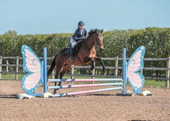 "Lochy" Bay Gelding All Rounder