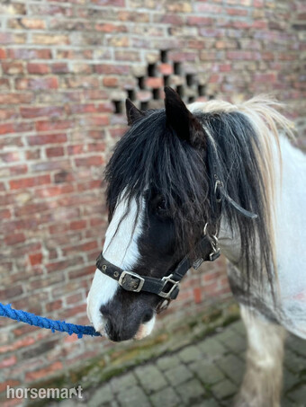 "Charlie " Piebald Gelding All Rounder