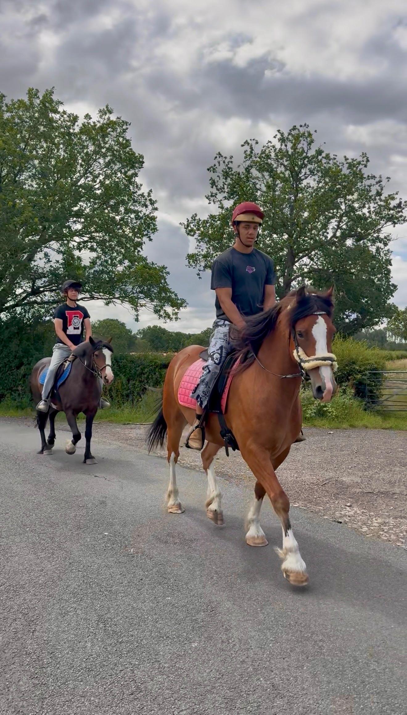 "Babylon Generous" Bay Gelding All Rounder - 