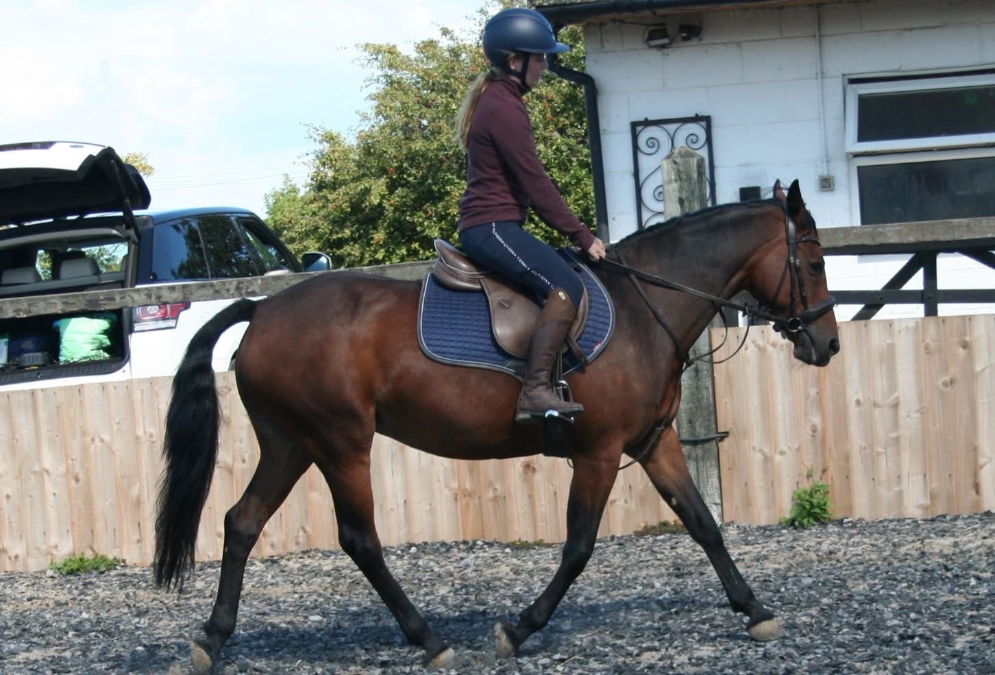 "✨Spring✨" Bay Mare Pony Club Pony - 