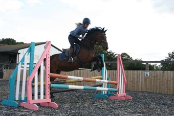 "✨Spring✨" Bay Mare Pony Club Pony