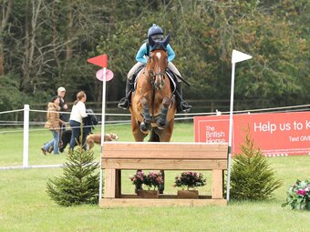 "Rupurt" Bay Gelding All Rounder