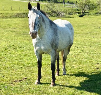 "HKF Lucille" Mare Broodmare