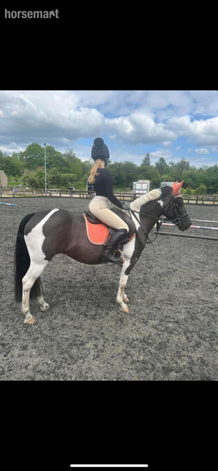 "T" Piebald Mare All Rounder