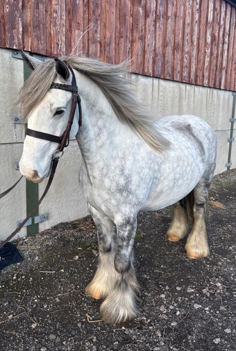 "Bluey " Iron Grey Gelding Pony Club Pony