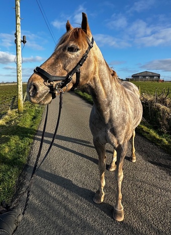13hh strawberry roan gelding 