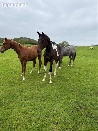 "Yearling colts"  Colt Show Jumper
