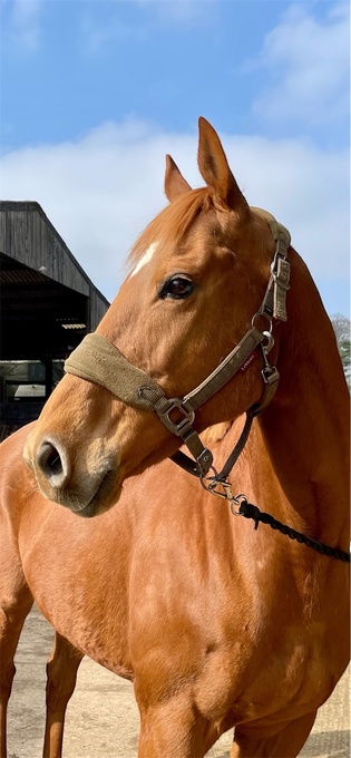 "" Chestnut Mare All Rounder