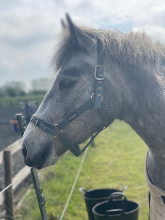 "Doran’s thunder boy " Grey Gelding All Rounder