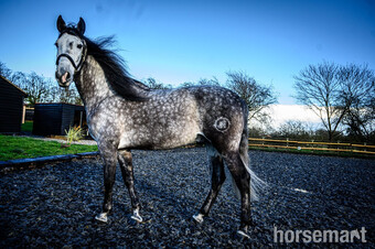 "MONACO DE AIMARAN" Dapple Grey Gelding Dressage Horse