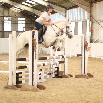 "Dante" Grey Gelding All Rounder