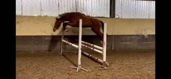 "" Bay Mare Young Sport Horse