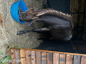 "Spot " Colt Youngstock / Foal