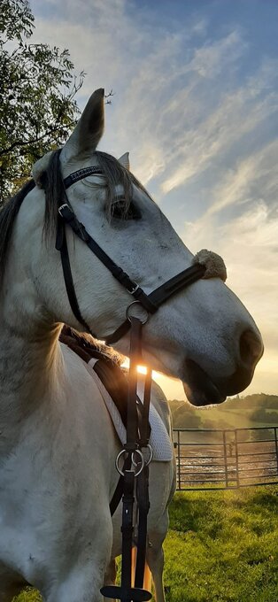 "Mafi" Grey Gelding All Rounder