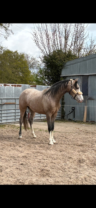 "Amorist " Grey Stallion Show Jumper