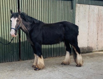 "TOM" Black Gelding Cob/Heavy Horse