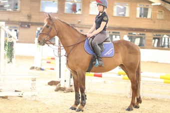"Itzy" Chestnut Mare Riding Club Horse