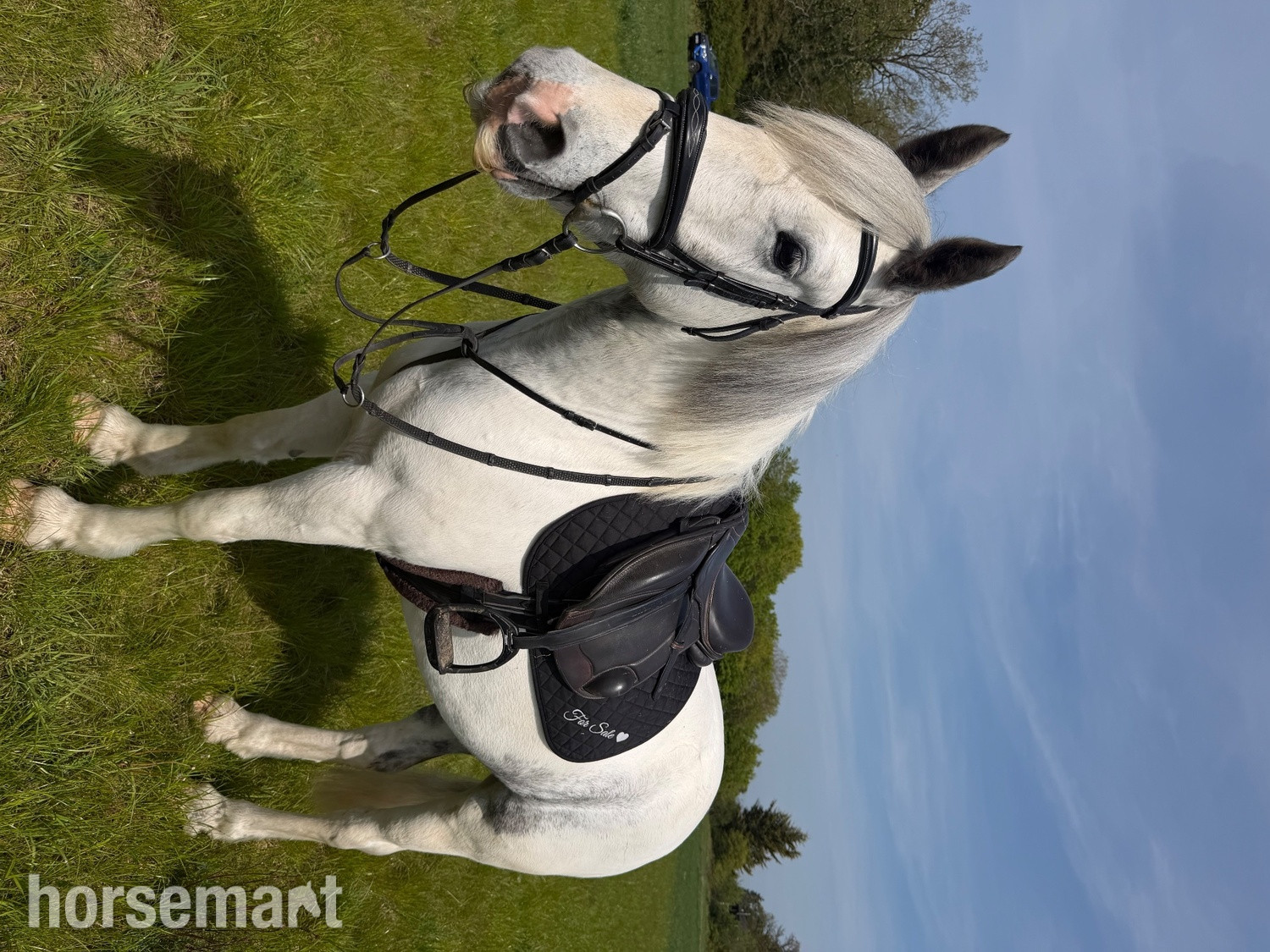 "Bluey " Blue & White Gelding All Rounder in 