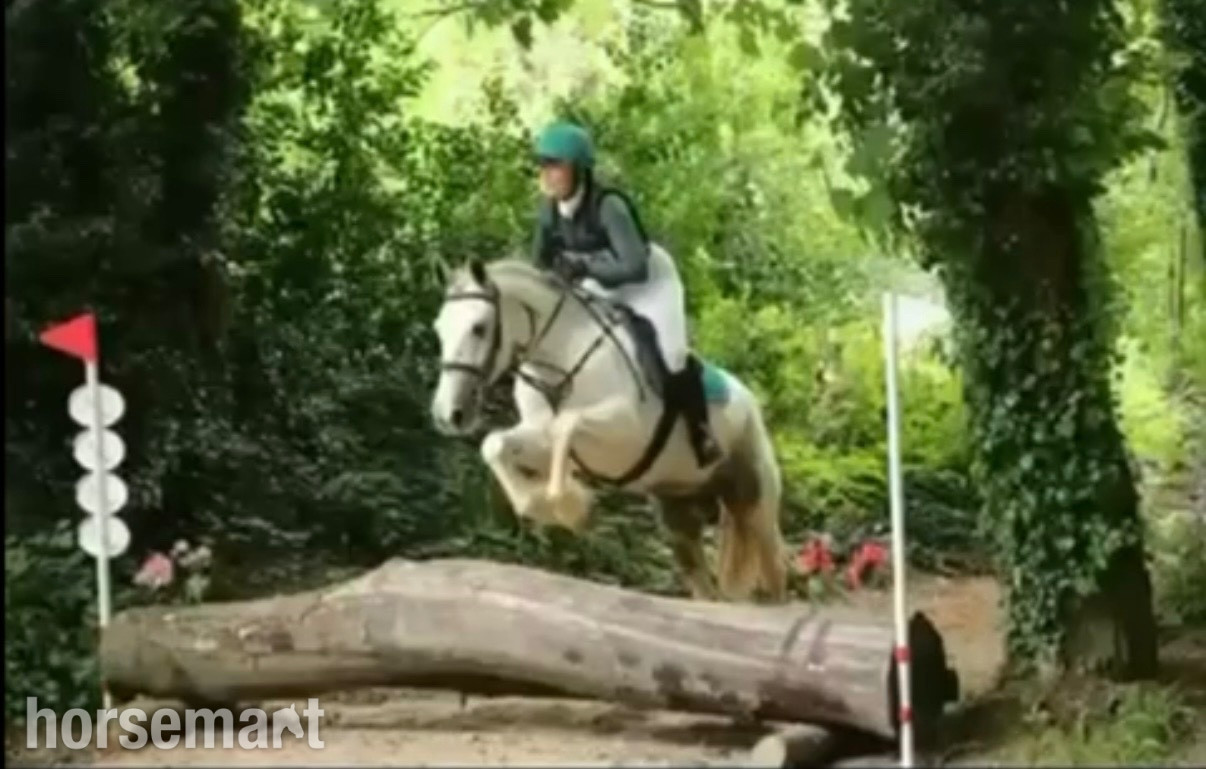 All Rounders  - "Bluey " Blue & White Gelding All Rounder