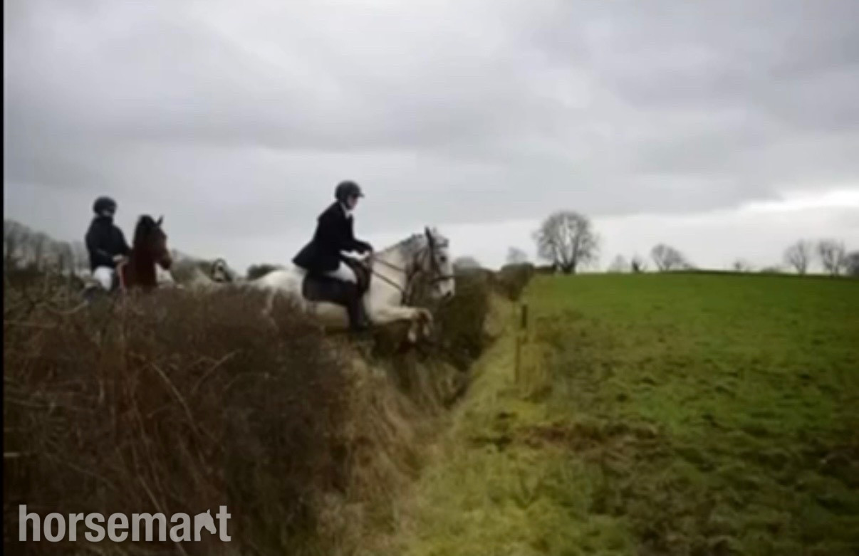 "Bluey " Blue & White Gelding All Rounder - All Rounders 