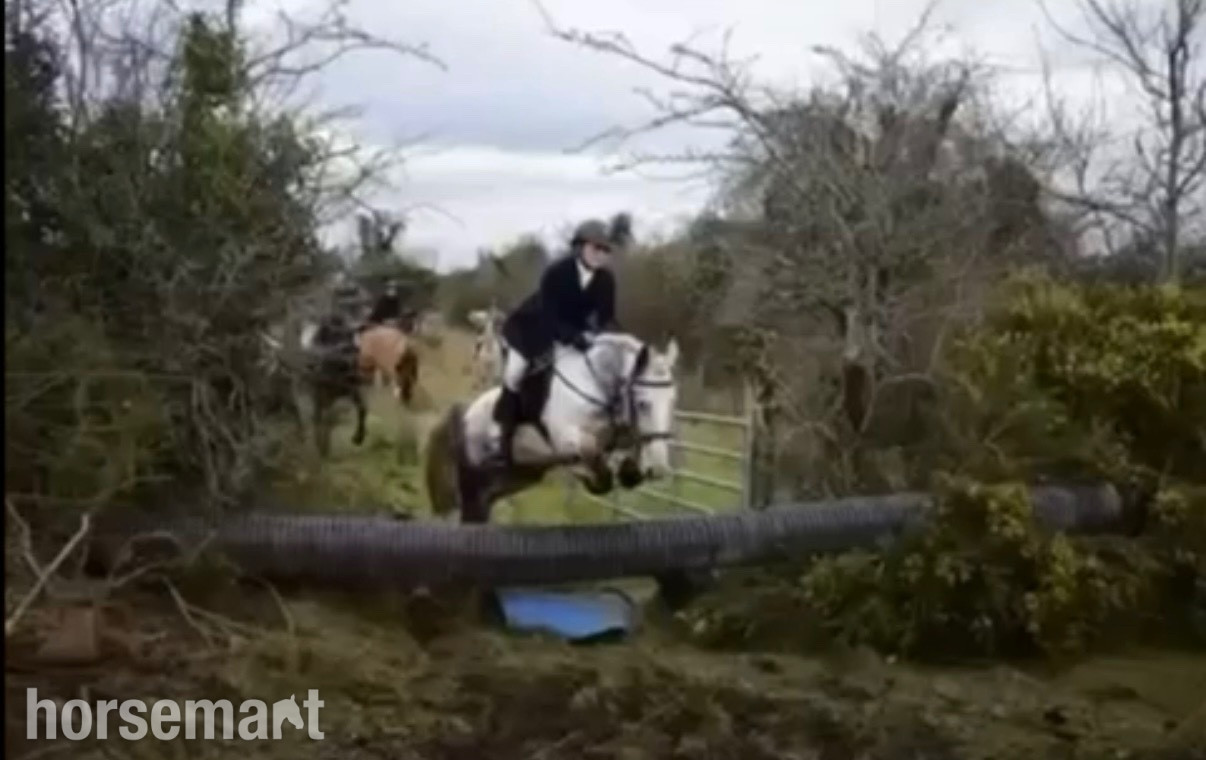 "Bluey " Blue & White Gelding All Rounder - 