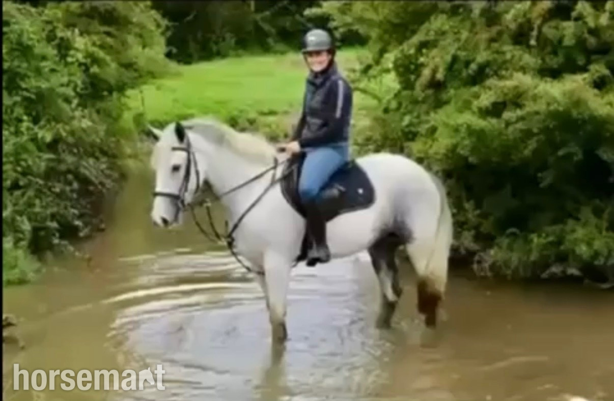 "Bluey " Blue & White Gelding All Rounder - All Rounders