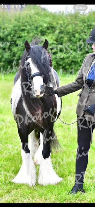 "" Coloured Mare Cob/Heavy Horse