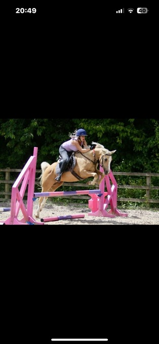 "Dolly " Palomino Mare All Rounder