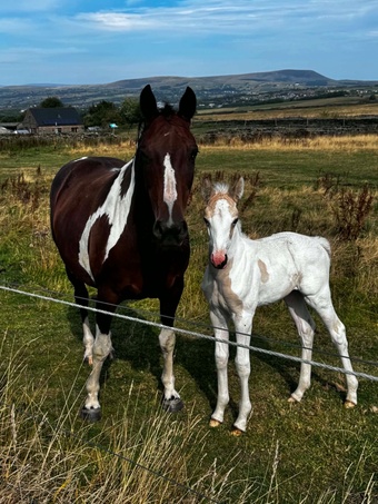 "Dotty (stable name)" Buckskin Filly Youngstock / Foal