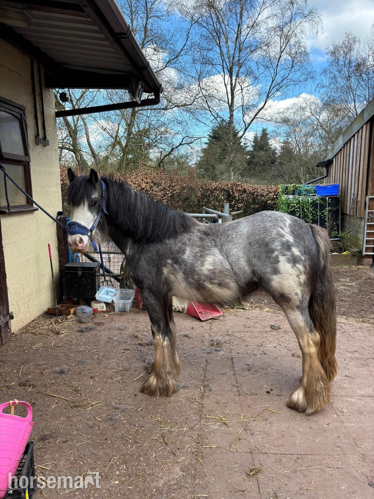 Youngstock and Foals  - "Rosie" Blue Roan Filly Youngstock / Foal