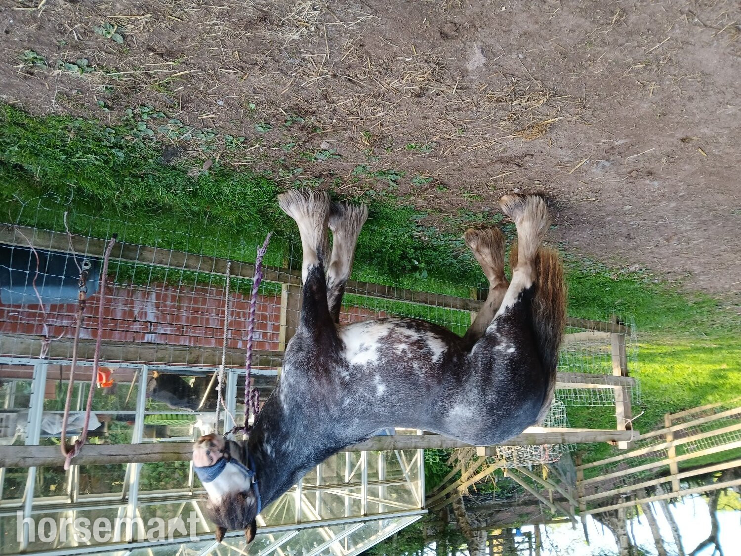 "Rosie" Blue Roan Filly Youngstock / Foal - 