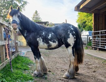 "Rosie" Blue Roan Filly Youngstock / Foal