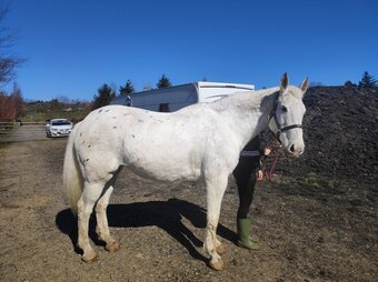"Aria " Spotted Mare Veteran Horse