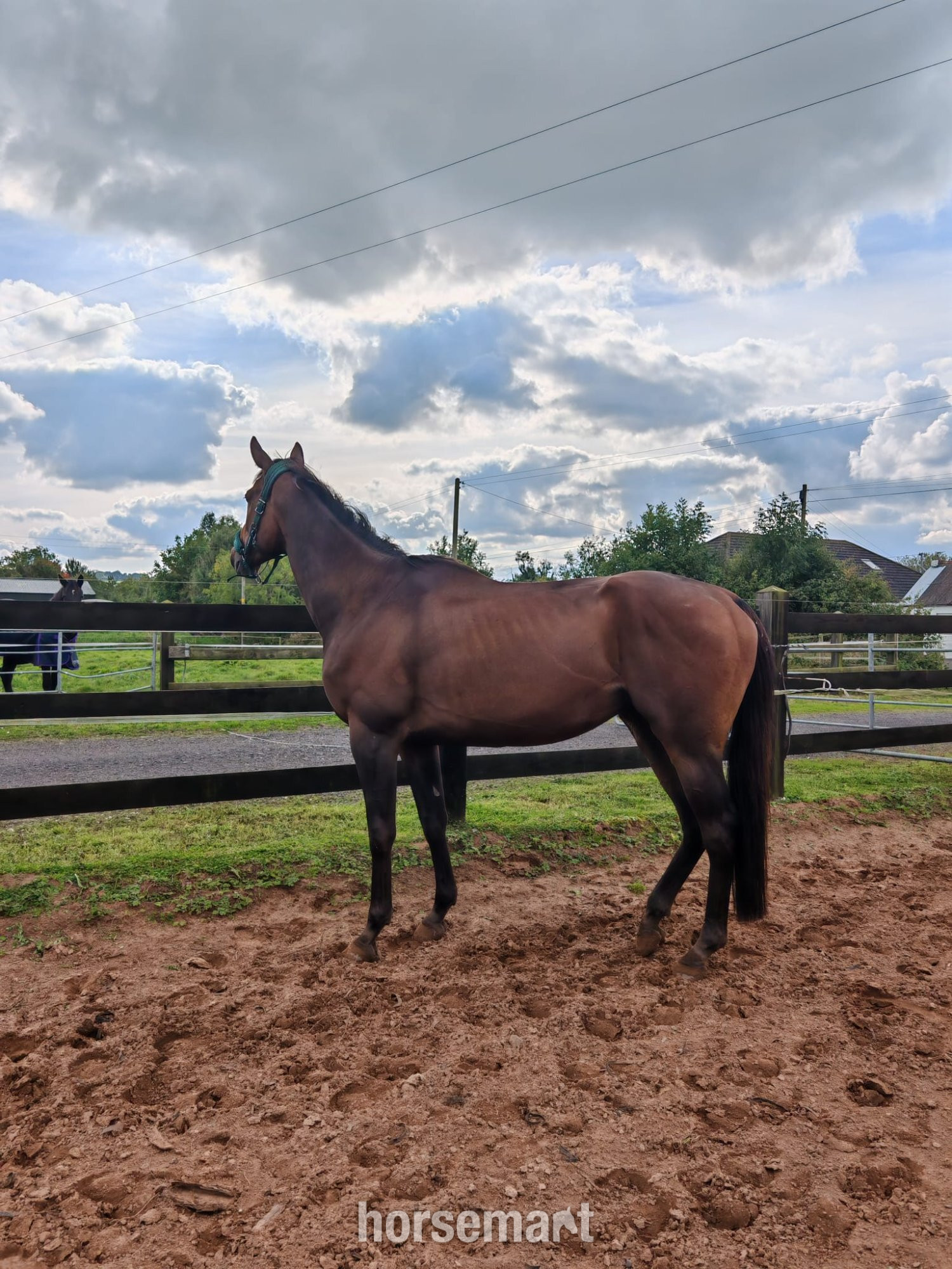 "Archie" Bay Gelding All Rounder in 