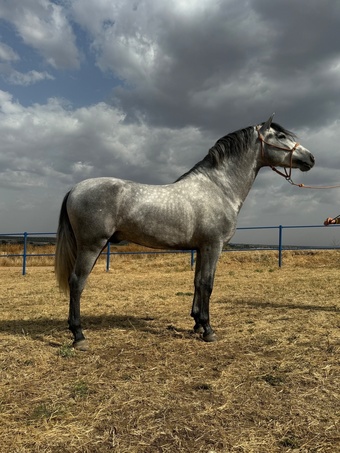 "" Grey Stallion Dressage Horse
