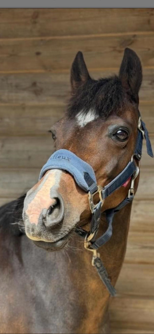 "Tinkerbell " Brown Mare Pony Club Pony
